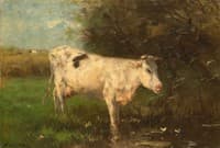White Cow