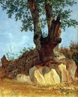 Tree in Campagna