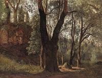 Forest Interior