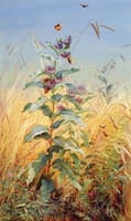 Milkweeds