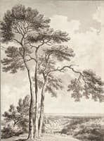 Three Trees on a Hill