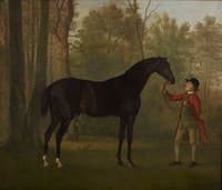 Portrait of a Horse