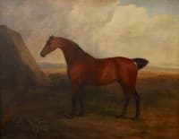 A Bay Gelding