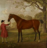 Portrait of a Horse