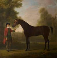 Portrait of a horse
