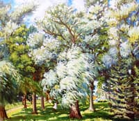 White Blossoms