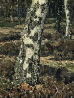 Birch Trunk