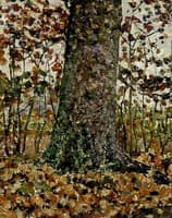 Treetrunk in a Forest in Autumn