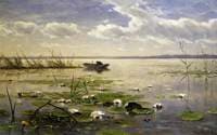Waterlilies