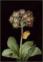 primula with a ladybird and butterfly