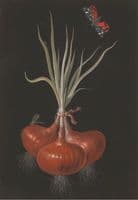 Onion