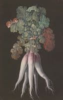 Vegetables