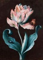Parrot Tulip with Butterfly and Beetle