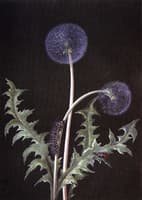 "Dandelion"