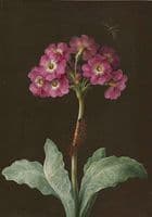 Primrose