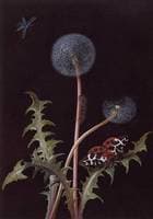 Taraxacum officinale