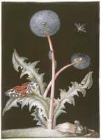 Taraxacum officinale (Dandelion) with insects and a frog