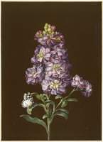 Double Stock with butterfly