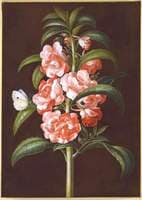 Balsam with Moth