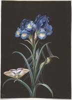 Iris