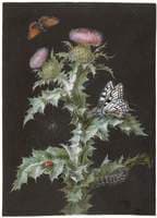 Onopordon acanthium (Common Cotton Thistle) with insects and swallowtail butterfly