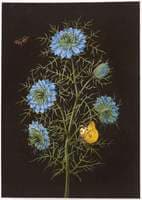 Nigella (Love-in-a-mist) with a pale clouded yellow butterfly and insects