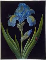 Iris germanica (Blue Iris) with a dragonfly and beetle