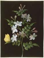 A spray of Jasmine with a brimstone butterfly