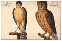Owl and rattle