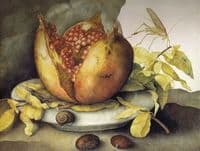 Pomegranate