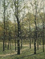 Wood Scene