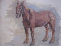 A Horse