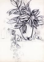 Still Life with Ivy