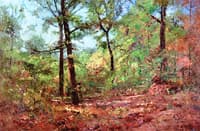 Forest in Summer