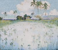 The Taro Field, Keanae, Maui