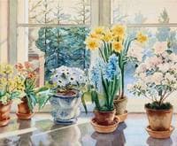 Flowers in a window sill