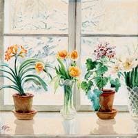 Flowers in a window sill