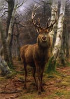 King of the Forest