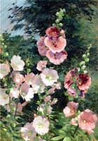 Hollyhocks in the Sunshine
