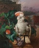 White Court Cockatoo