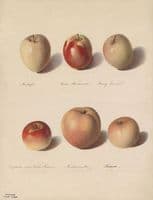 Apples
