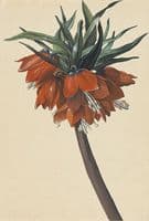 Frittelaria imperialis