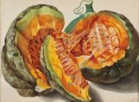 Pumpkin