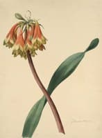 Cyrtanthus obliquus
