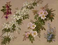 Wild roses and various other flowers and shrubs