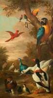 Farm Birds