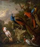 Peacocks and Other Exotic Birds