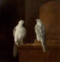 Two Iceland Falcons