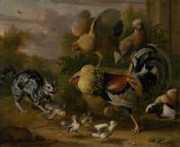 Cat among Roosters