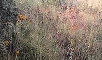 Wisconsin Prairie